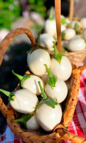 Баклажан ЯЙЦЕВИДНЫЙ