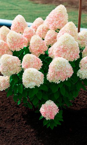 Гортензия ШУГАР РАШ