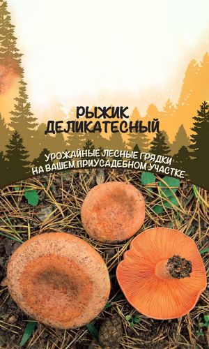 Грибы РЫЖИК ДЕЛИКАТЕСНЫЙ