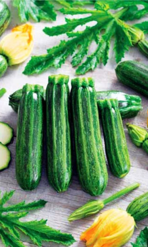 Кабачок СУДАРЬ — Популярный! Великолепный вкус! Интенсивное плодоношение!