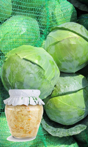 Капуста ЗАСОЛОЧНАЯ — Для засола лучше не найти! Безоговорочно вкусная! Никакой горечи, сладкая! Она будет вашим коронным блюдом!