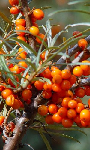 Облепиха АЛТАЙСКАЯ