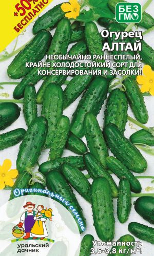 Огурец АЛТАЙ +50% БЕСПЛАТНО — Необычайно раннеспелый, крайне холодостойкий сорт для консервирования и засолки!