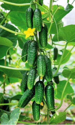 Огурец БОЛЬШОЙ КУШ F1 — Длительное плодоношение! Огурчики отличного вкуса, без горечи! Урожайность высокая!