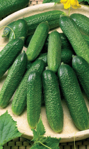 Огурец ДЕЛИКАТЕС — Устойчив к похолоданиям! Консервный! Вкус необычайно яркий, выраженный! Устойчив к болезням!