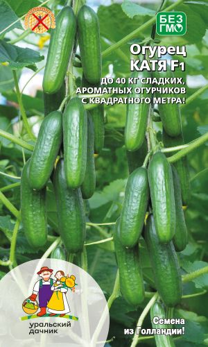 Огурец КАТЯ F1 — Улучшенный Торнадо! До 40 кг сладких, ароматных огурчиков с метра!