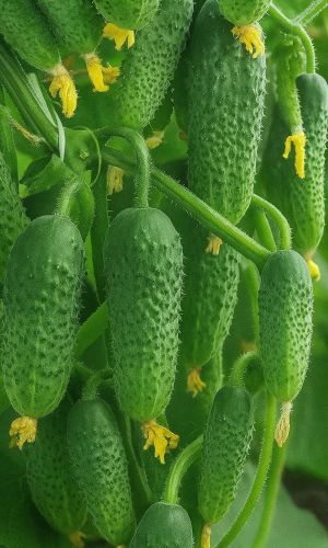 Огурец КУЧЕРЯВЫЙ F1