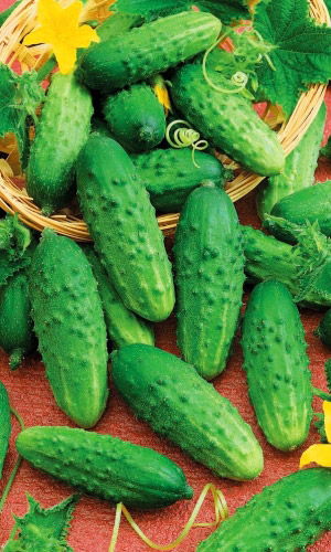 Огурец МАЛЫШОК — Маленький куст, да большой урожай! Ультраскороспелый! Кустовой! Засолочный! Устойчив к похолоданиям!