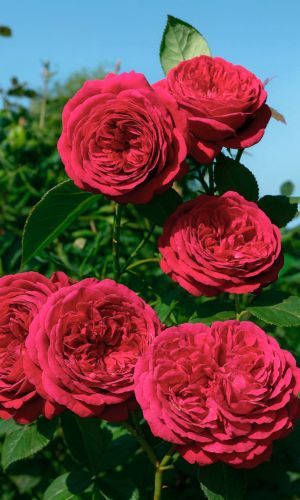 Роза ФАЛЬСТАФ