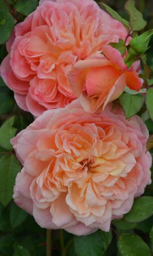 Роза КАСКАДЫ ШТАЙНЕРТ