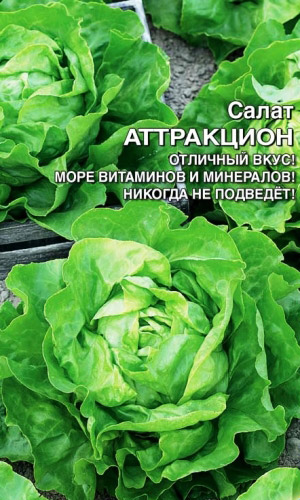 Салат АТТРАКЦИОН — Отличный вкус! Море витаминов и минералов! Никогда не подведёт!