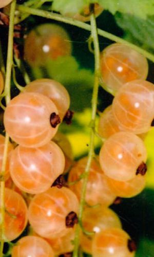 Смородина ВИНОГРАДНАЯ