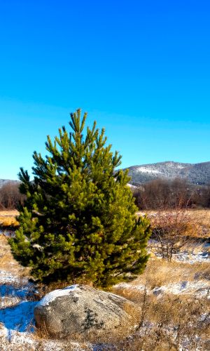 Сосна ГОРНАЯ