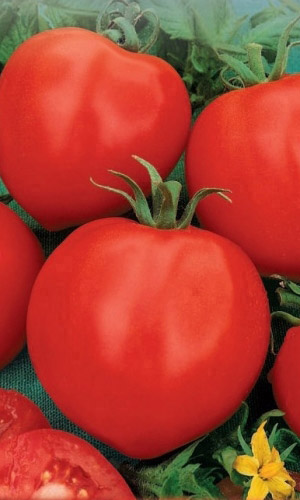 Томат КАНАРЫ — Сибирская селекция, отличный вкус, плоды гиганты до 800 г! Фантастическая урожайность!