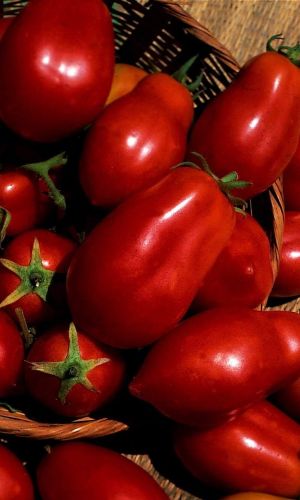 Томат ПЕРЦЕВИДНЫЙ ГИГАНТ — Индетерминантный! Мясистый и сладкий!