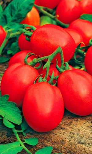 Томат РАНОВИК — Ранний, обильный урожай! Незабываемый вкус! Можно выращивать безрассадным методом!