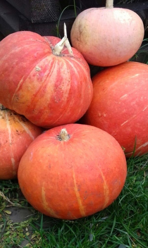 Тыква МАРМЕЛАД