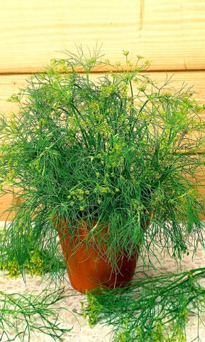 Укроп ДИЛЛ — Необыкновенно урожайный! Супер аромат! Хорошо растёт в комнатных условиях!