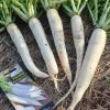 Дайкон РУССКИЙ ДЕЛИКАТЕС